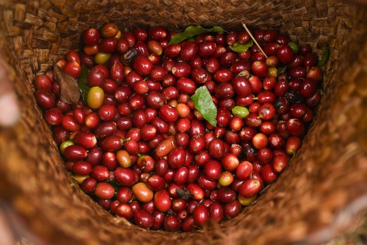 Estado venezolano impulsa producción cafetalera nacional y garantiza consumo 2026